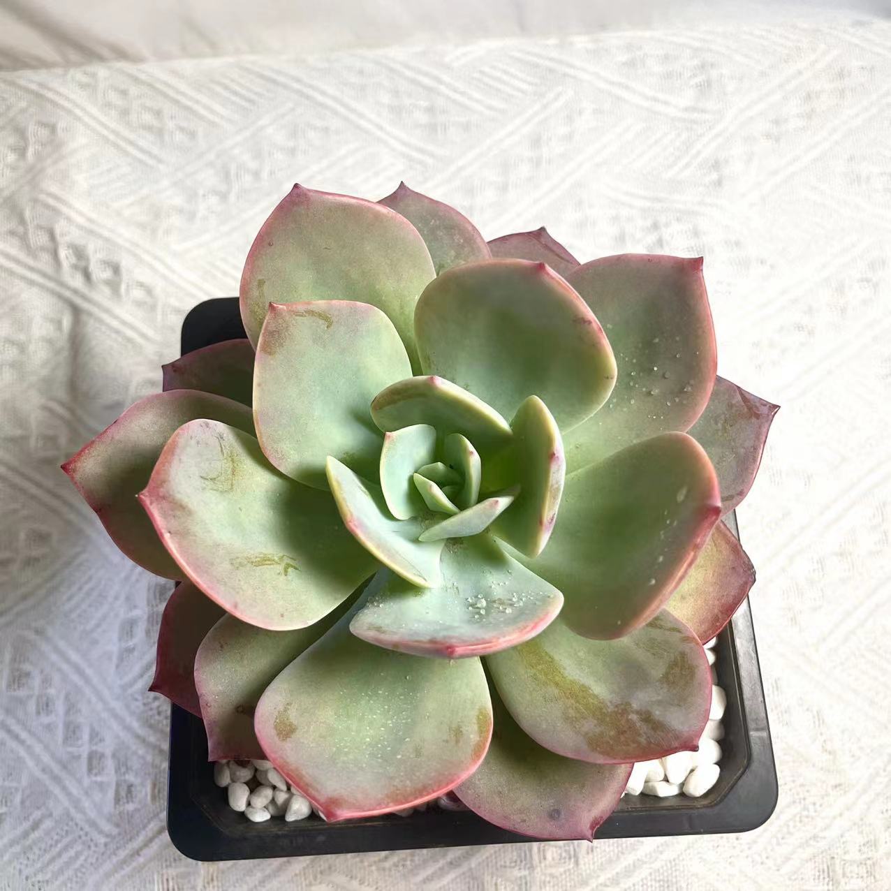 云南群生多头白凤大型老桩血风多肉植物精品红色盆栽花卉新手易养