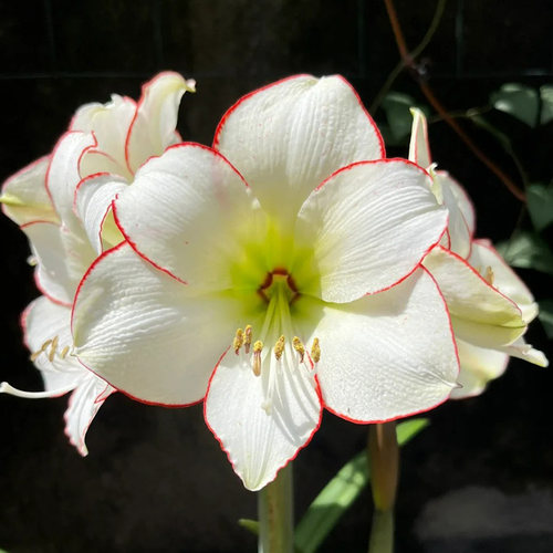 朱顶红【毕加索】种球单瓣花卉室内盆栽植物庭院阳台花卉