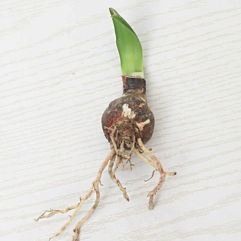 朱顶红【花孔雀小崽】种球重瓣花