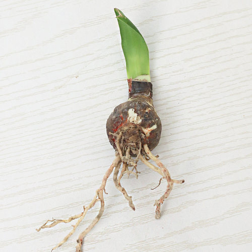 朱顶红【花孔雀小崽】种球重瓣花卉室内盆栽植物庭院阳台花卉