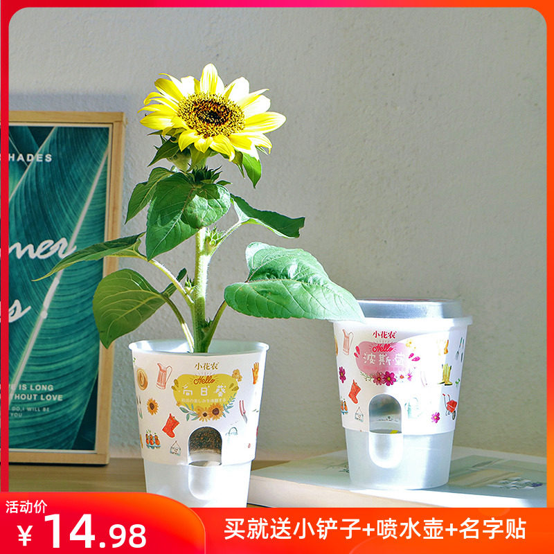 自种盆栽价格 自种盆栽图片 星期三