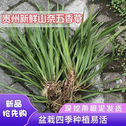 贵州山奈香料药材新鲜现挖五香草食用可盆栽带根水培植物苗去腥味