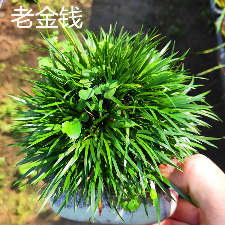 金钱黄金极姬龙根水培室内菖蒲草