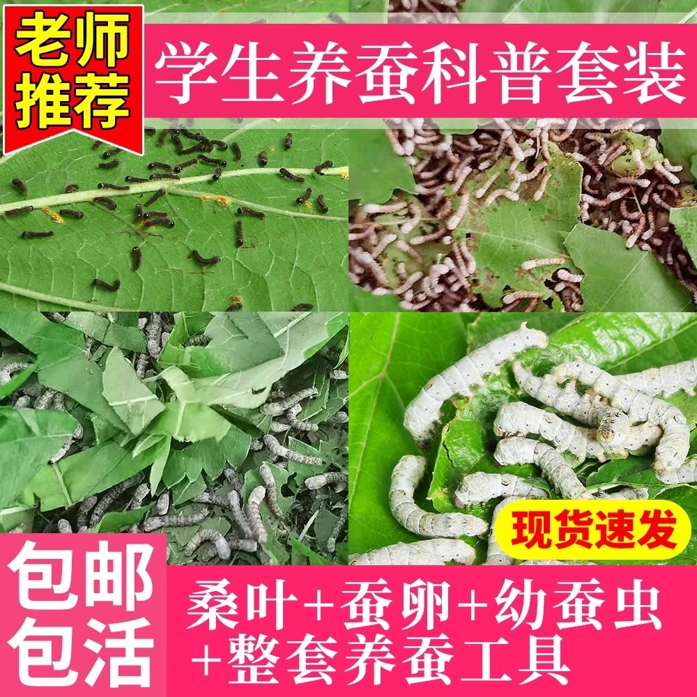 蚕宝宝活物幼蚕活体1龄234龄小蚕学生养蚕套装春蚕七彩蚕蚕卵桑叶
