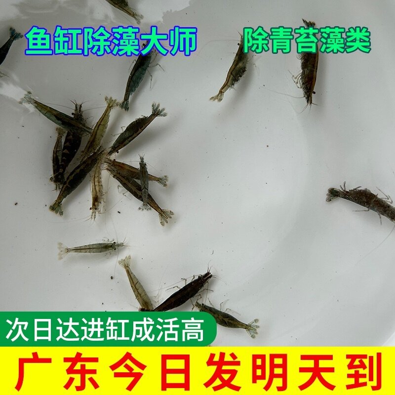 黑壳虾除藻虾水草虾除藻鱼龙鱼鱼缸清洁虾饲料工具淡水活体虾免包