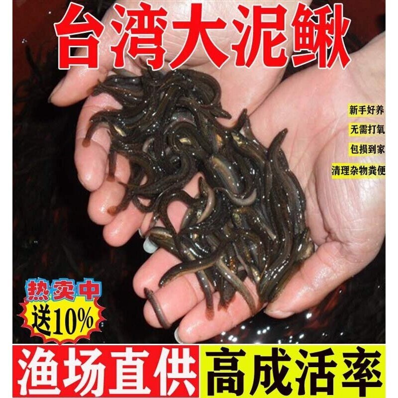 台湾大泥鳅苗青鳅金鳅鲜活筏钓养殖饵料淡水乌龟龙鱼饲料小泥鳅苗