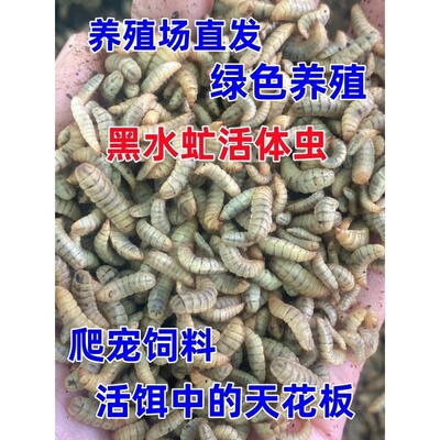 黑水虻活饵幼虫鱼饵通杀鲶鱼野钓爬宠蜥蜴龟树蛙雷龙鱼鸡鸭活食物