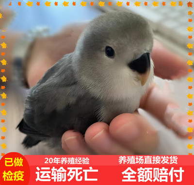 手养鹦鹉活体宠物亲人粘人可上手