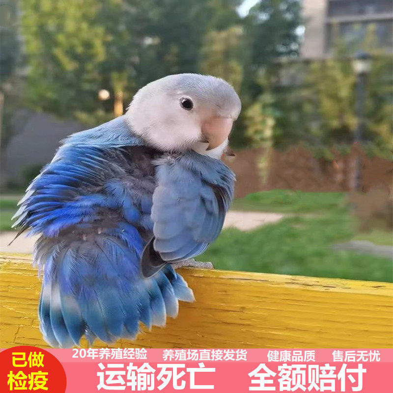牡丹鹦鹉小鸟活体宠物鸟手养亲人图片