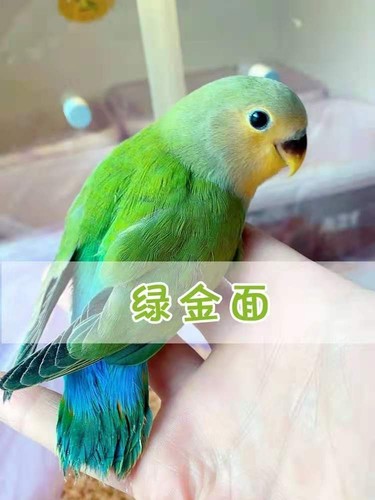 手养亲人学说话牡丹活体鸟可放飞