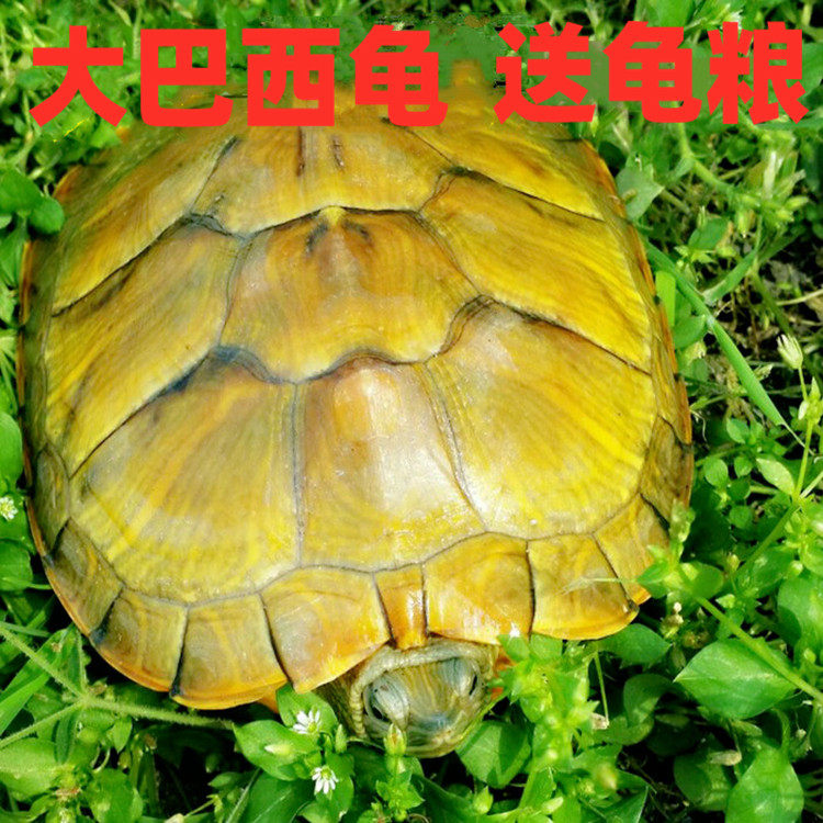 15-25厘米特大巴西龟彩乌龟成年黄金龟黄耳龟冷水特大龟运输包活