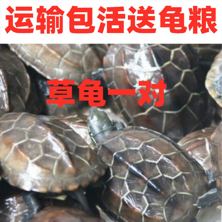 中华草龟情侣龟一对6-8cm宠物活体小乌龟长寿水龟金线龟活物包邮