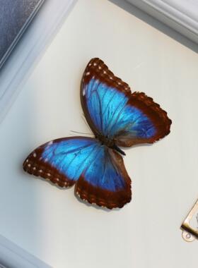 海伦闪蝶蝴蝶标本蓝色真蝶成品展示框情侣礼物摆件生日毕业礼盒装
