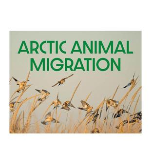 Arctic Animal Migration 英文儿童绘本进口书籍图书外版 北极动物迁徙 原版 正版 预售