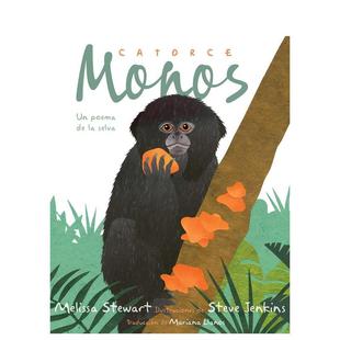 9岁故事图画书进口英语启蒙读物书籍 Stewart Catorce Monkeys 英文原版 Fourteen 十四只猴子 Monos Melissa 儿童绘本6 现货