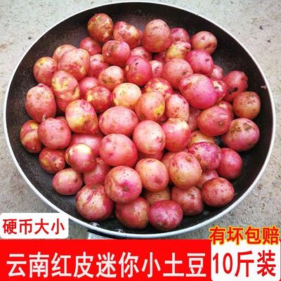 云南高山迷你小土豆新鲜10斤农家自种商用红皮马铃薯黄心洋芋