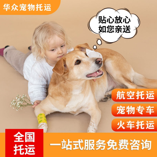 全国宠物托运服务猫咪狗狗空运专车广州北京上海深圳客舱澳门香港