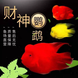 台系血统财神鹦鹉鱼新手易养