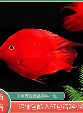 红鹦鹉鹦鹉鱼淡水热带鱼好养耐活