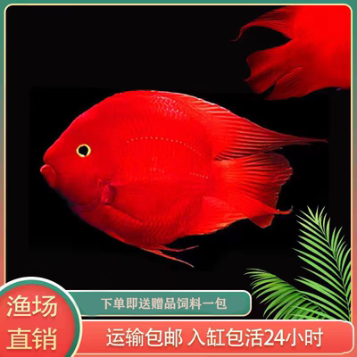 红鹦鹉鹦鹉鱼淡水热带鱼好养耐活