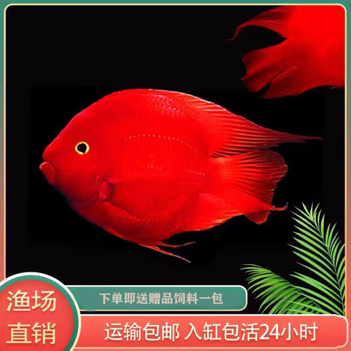 红鹦鹉鹦鹉鱼淡水热带鱼好养耐活