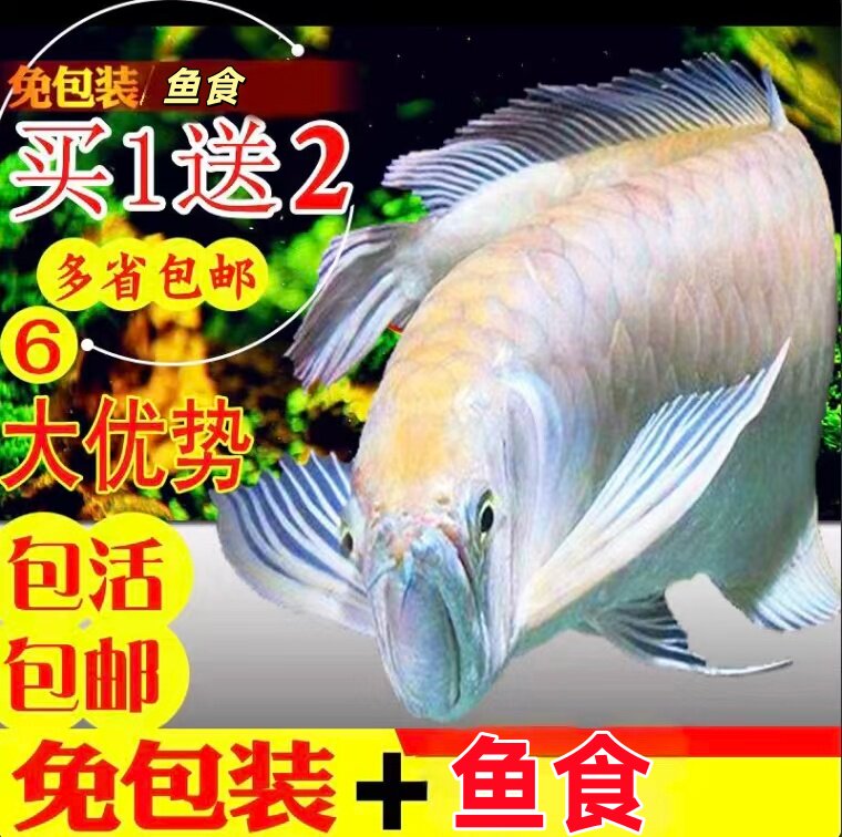 银龙鱼观赏鱼银龙鱼鱼热带观赏鱼