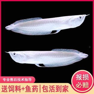银龙鱼活体金龙鱼热带淡水鱼