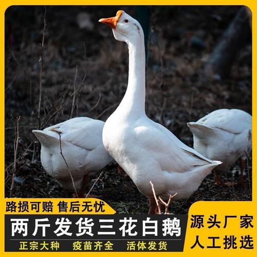 2斤鹅五龙产蛋鹅青年狮头鹅三花鹅5斤下蛋鹅四季蛋鹅浙东鹅