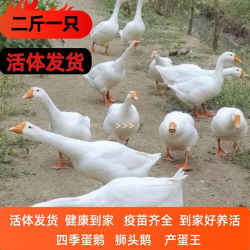 2斤鹅活体大白鹅狮头鹅三花鹅6斤下蛋鹅四季蛋鹅浙东鹅五龙鹅活鹅