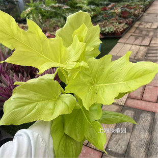 黄金春羽雨瓦萨维奇蔓绿绒撕裂春羽洛姆瓦塞维奇热带稀有植物盆栽