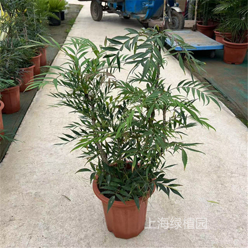 十大功劳树苗盆栽土黄连清热中药材耐寒观叶植物四季常青绿化苗木