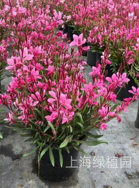 千鸟花每个季节都开花耐冻耐热