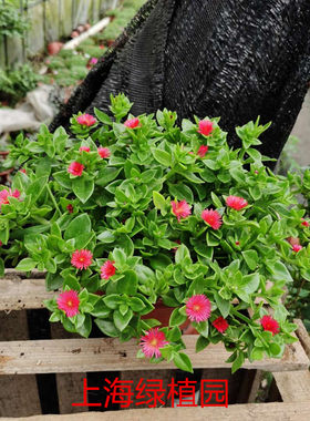 多肉植物四季开花保养成活客厅