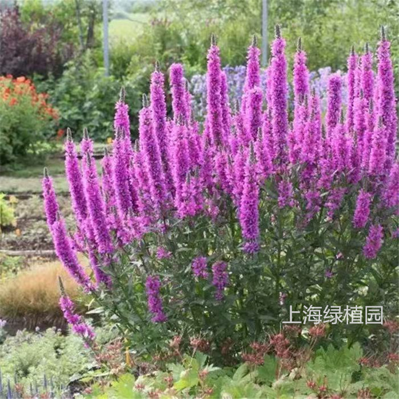 千屈菜多年生耐水涝花园花镜包邮