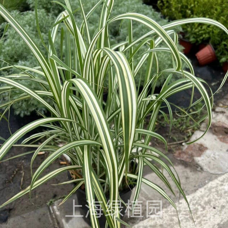 花叶芦竹青叶芦竹 金芦苇池塘假山湿地公园绿化造景水培水生花卉