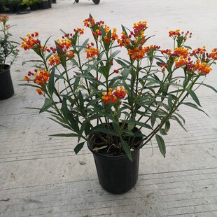 马利筋盆栽状元红红袍多年生庭院宿根花园花镜植物花耐热四季好养