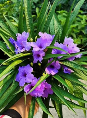 兰花草翠芦莉盆栽紫色多年生花卉耐热耐阴庭院阳台花期长泰国牵牛