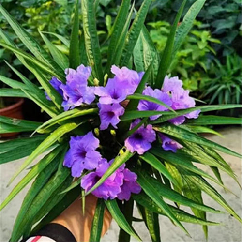 多年生宿根植物耐冻耐热阳台花园