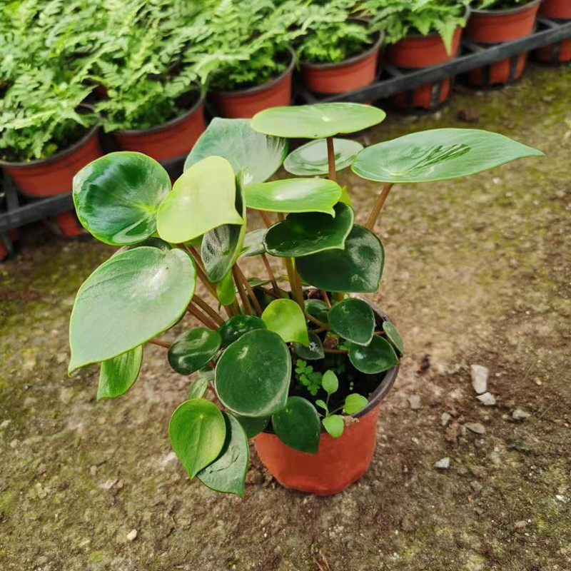 荷叶碧玉镜子草镜面草桌面小盆栽四季常青绿植包邮室内阳台客厅