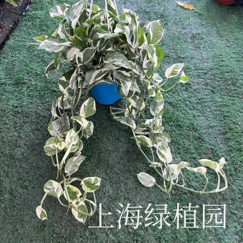 黄金葛银斑葛盆栽银斑葛新房装修办公室花园吸甲醛防辐射耐阴包邮