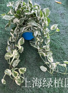 黄金葛绿萝办公室吸甲醛新房装修