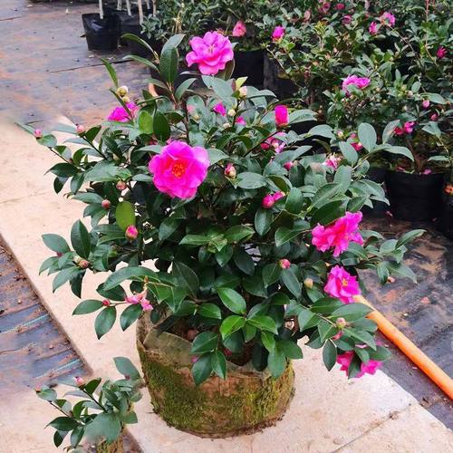 茶梅树盆栽耐寒抗冻带花苞发货老桩庭院阳台红花树多年生木本植物