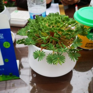 桌面小植物经典观叶棕榈酢浆草渐变多年生冬季耐寒球根花卉易活