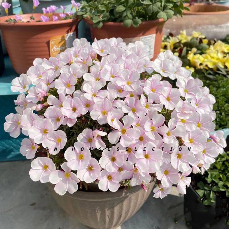 带花发货成品酢浆草粉白桃之辉多年生冬季耐寒阳台小盆栽花期半年