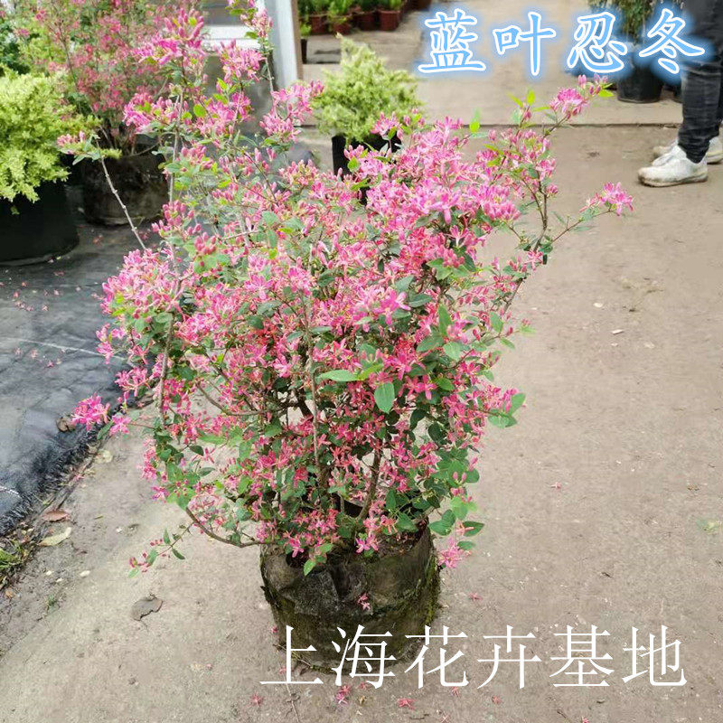 蓝叶忍冬盆栽耐寒耐热多年生灌木阳台庭院植物木本花卉包邮包成活