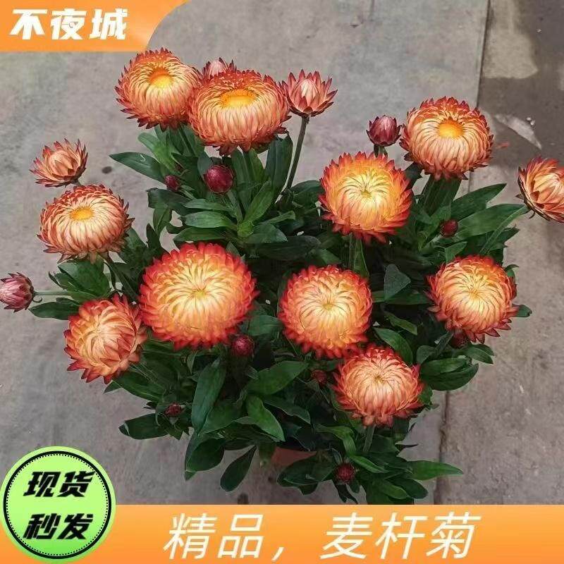 重瓣麦秆菊腊八菊蜡菊耐冻耐热盆栽花园阳台常年开花观花植物包邮
