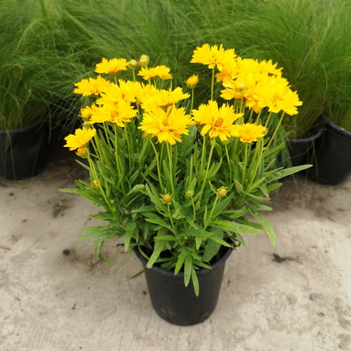 耐冻耐热多年生好养好看阳台花园