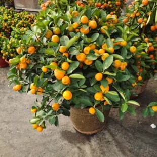 砂糖橘子树金桔盆栽盆景多年生年年挂果香甜可口庭院阳台耐冻耐热
