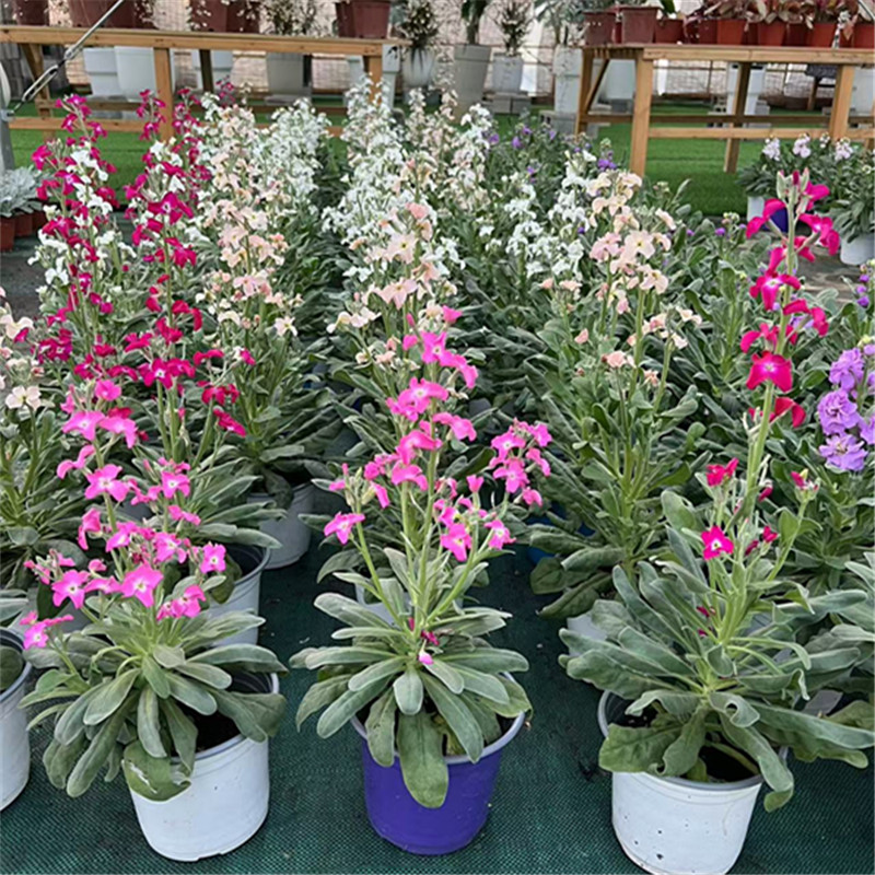 进口非洲紫罗兰非洲堇原盆发货阳台花园盆栽耐冻多色有香味包邮