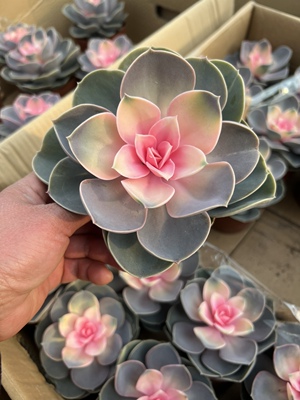 吹雪之松锦阳台办公桌窗台小多肉